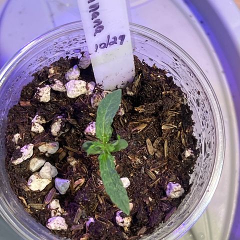 Fat Banana Auto mini growlog photo: 11:21am