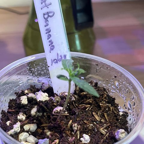 Fat Banana Auto mini growlog photo: 11:21am