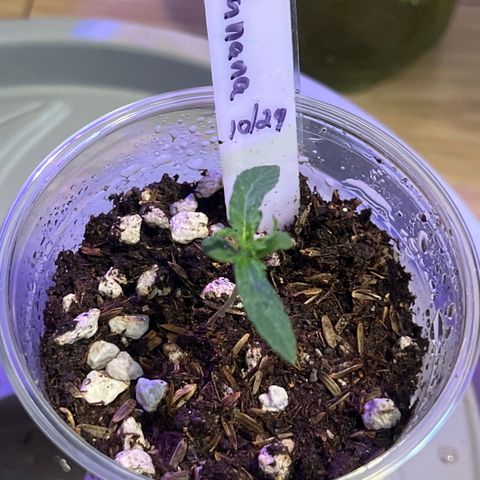 Fat Banana Auto mini growlog photo: 11:21am