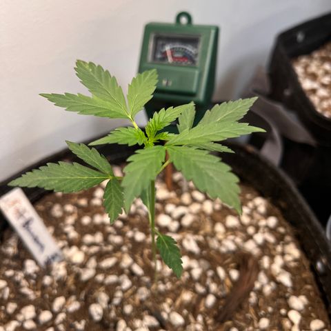 Fat banana Auto* middle left  growlog photo: Before being topped 