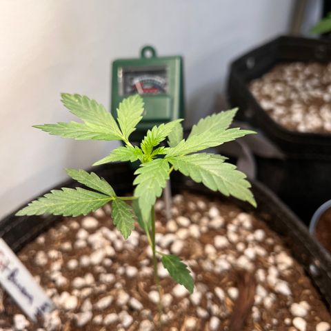 Fat banana Auto* middle left  growlog photo: Before being topped 