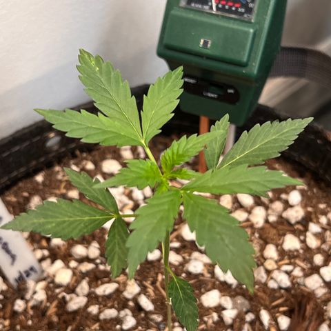 Fat banana Auto* middle left  growlog photo: Before being topped 