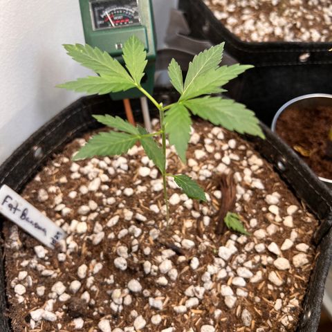 Fat banana Auto* middle left  growlog photo: Has been cut in the middle (Topped) 