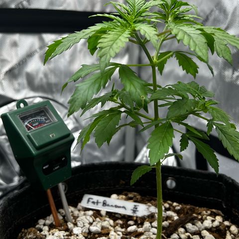 Fat banana Auto* middle left  growlog photo: Very healthy nice vertical growth