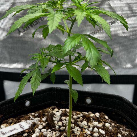 Fat banana Auto* middle left  growlog photo: Very healthy nice vertical growth