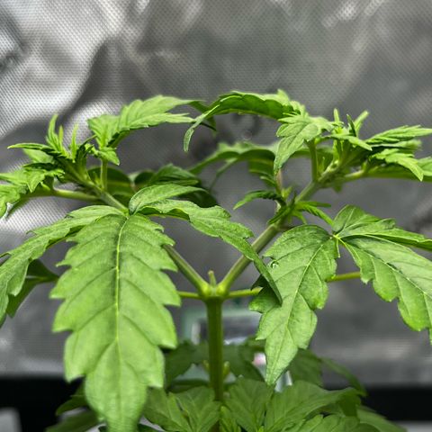 Fat banana Auto* middle left  growlog photo: Very healthy nice vertical growth