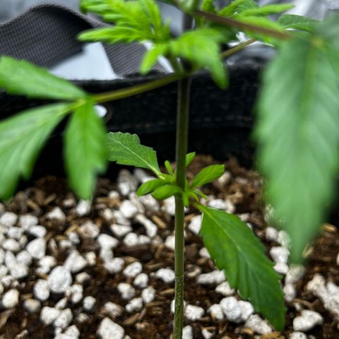 Northern Lights V3* growlog timeline photo