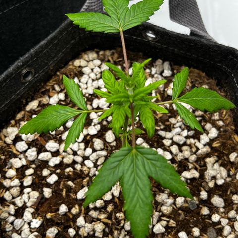 Northern Lights V3* growlog timeline photo