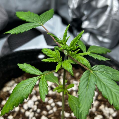 Northern Lights V3* growlog timeline photo