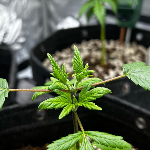 Northern Lights V3* growlog timeline photo