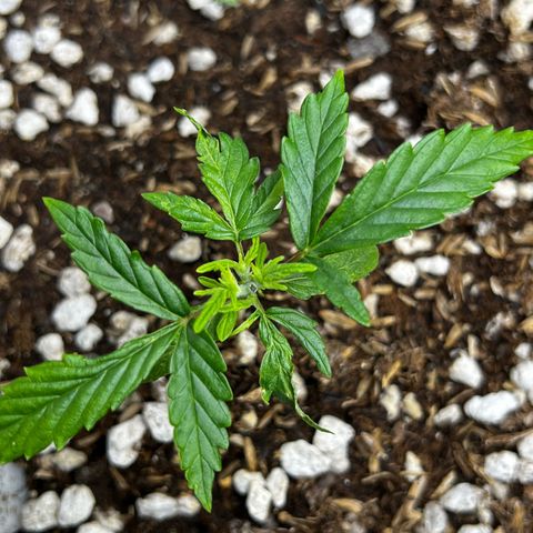 Fat Banana Auto mini growlog timeline photo