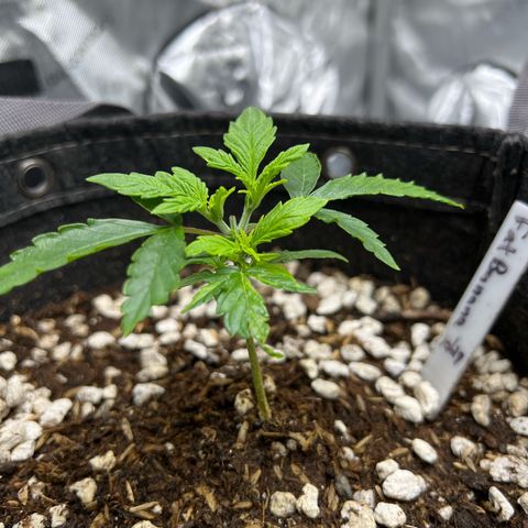Fat Banana Auto mini growlog photo: 8:33am 