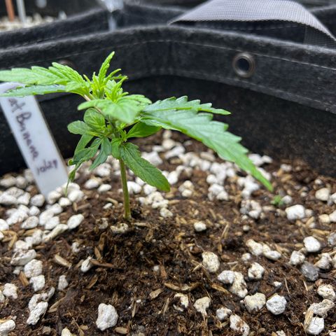 Fat Banana Auto mini growlog photo: 8:33am 