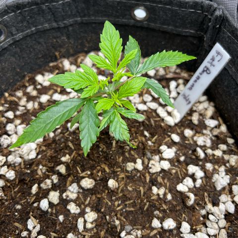 Fat Banana Auto mini growlog photo: 8:33am 