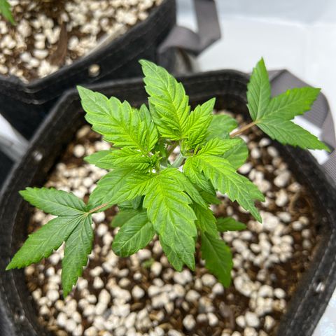 Northern Lights V3* growlog photo: 8:36am