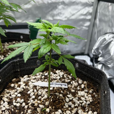 Northern Lights V3* growlog photo: 8:36am
