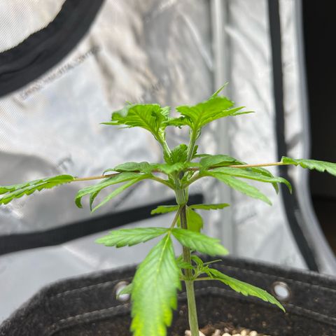Northern Lights V3* growlog photo: 8:36am