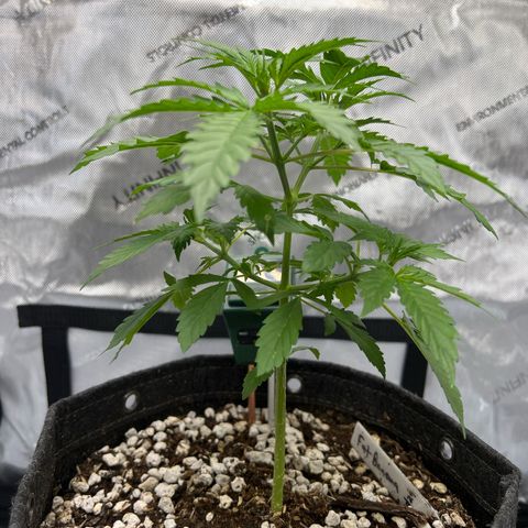 Fat banana Auto* middle left  growlog photo: 8:36am 
