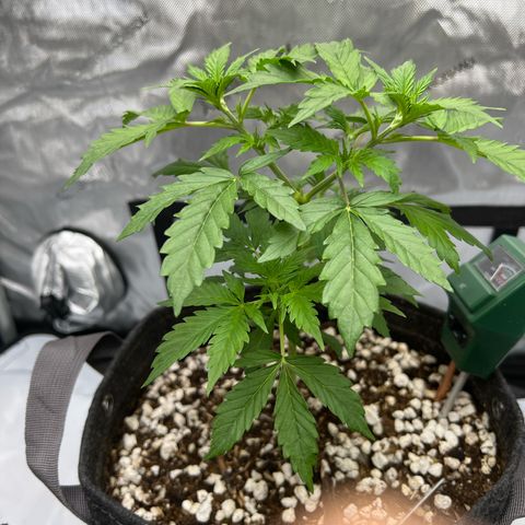 Fat banana Auto* middle left  growlog photo: 8:36am 