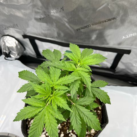 Fat banana Auto* middle left  growlog photo: 8:36am 