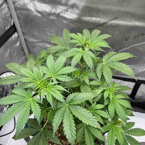 Fat banana Auto* middle left  growlog timeline photo