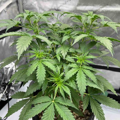 Fat banana Auto* middle left  growlog timeline photo