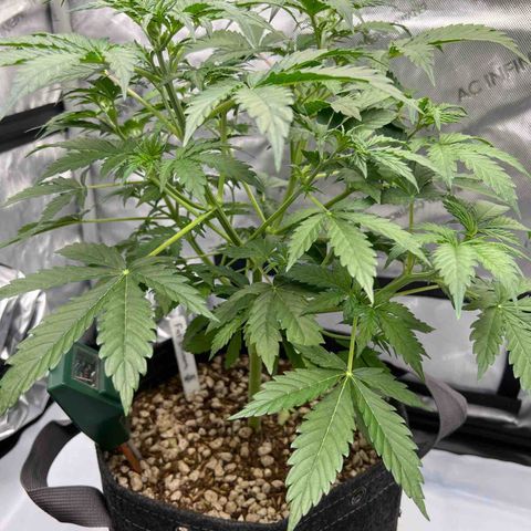 Fat banana Auto* middle left  growlog timeline photo