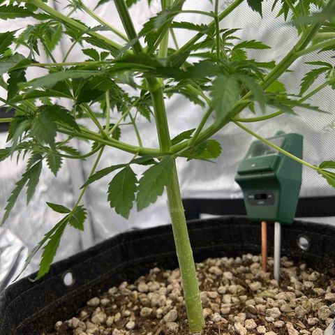 Fat banana Auto* middle left  growlog timeline photo