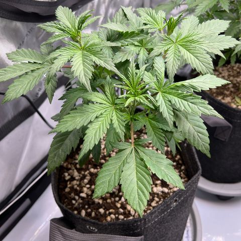 Northern Lights V3* growlog timeline photo