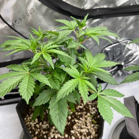 Northern Lights V3* growlog timeline photo