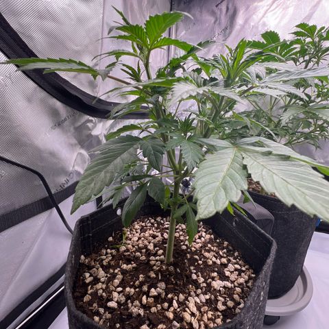 Northern Lights V3* growlog timeline photo