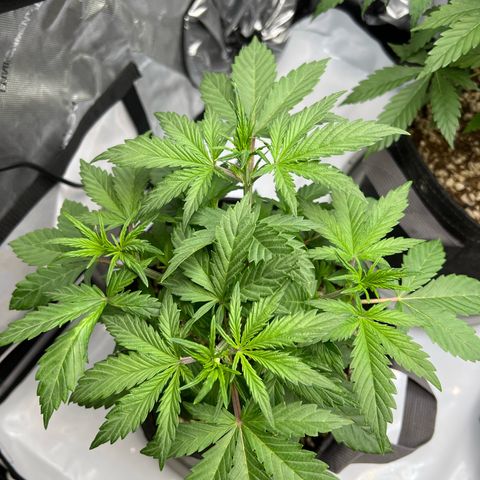 Northern Lights V3* growlog timeline photo