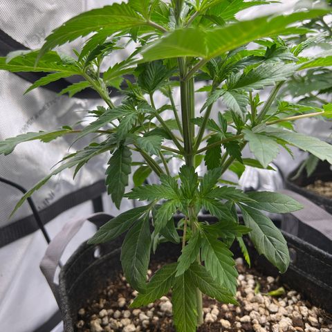 Northern Lights V3* growlog timeline photo
