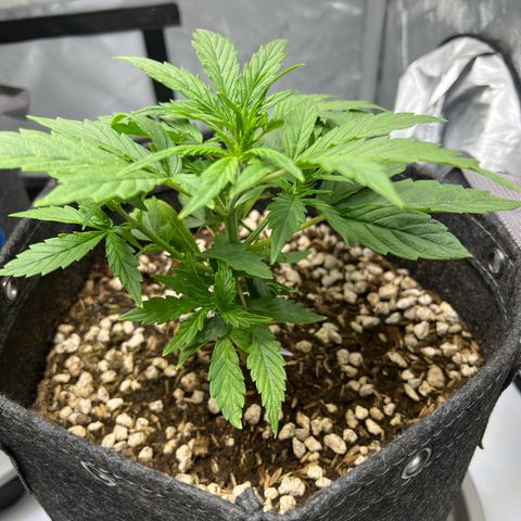 Fat Banana Auto mini growlog timeline photo