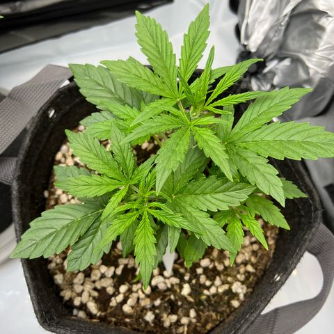 Fat Banana Auto mini growlog timeline photo