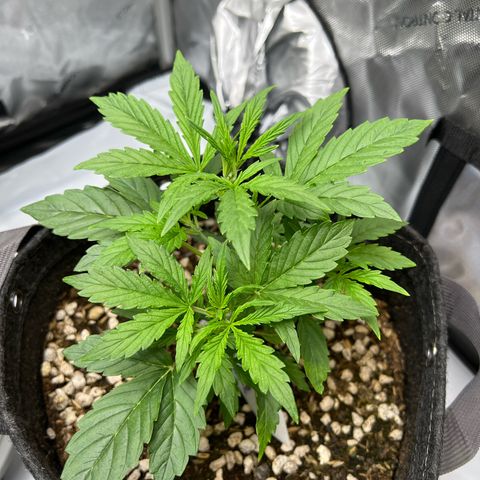 Fat Banana Auto mini growlog timeline photo