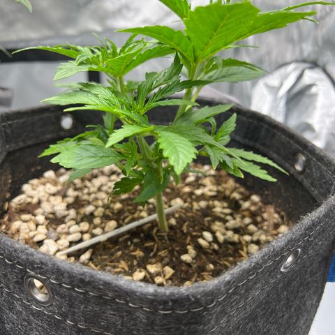 Fat Banana Auto mini growlog timeline photo