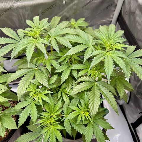 Fat banana Auto* middle left  growlog timeline photo