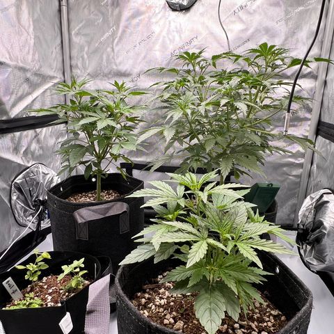 Fat banana Auto* middle left  growlog timeline photo
