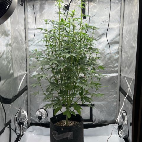 Northern Lights V3* growlog timeline photo