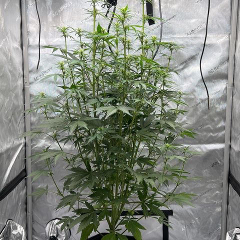 Northern Lights V3* growlog timeline photo
