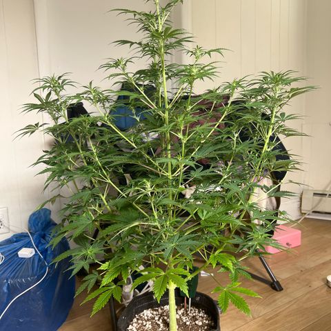 Fat banana Auto* middle left  growlog timeline photo