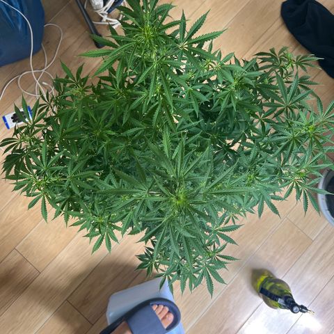 Fat banana Auto* middle left  growlog timeline photo