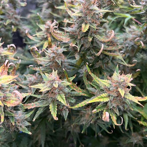 Northern Lights V3* growlog photo: The last NL from RSQ! 

