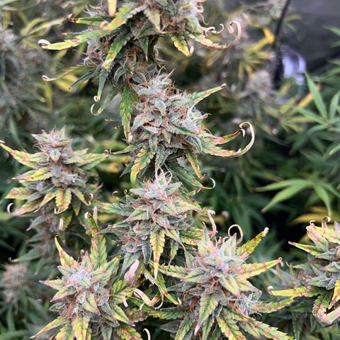 Northern Lights V3* growlog photo: The last NL from RSQ! 
