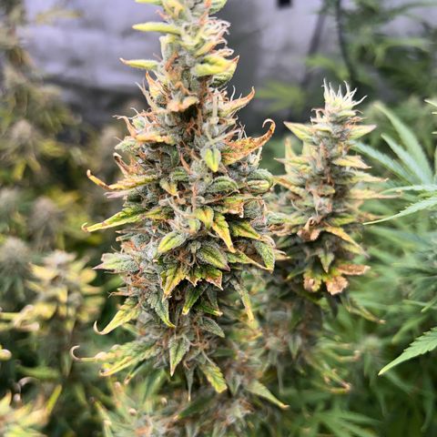 Northern Lights V3* growlog photo: The last NL from RSQ! 
