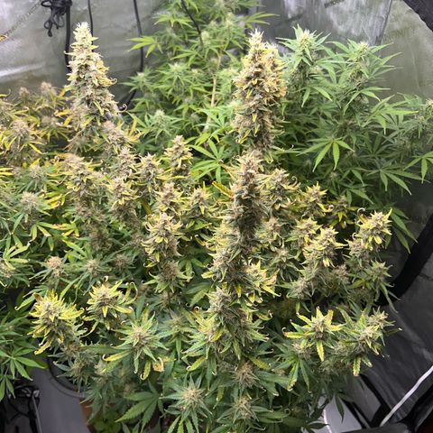 Northern Lights V3* growlog photo: The last NL from RSQ! 
