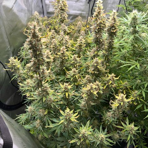 Northern Lights V3* growlog photo: The last NL from RSQ! 
