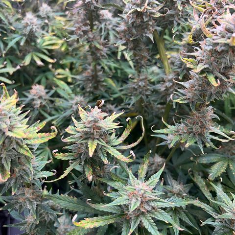 Northern Lights V3* growlog photo: The last NL from RSQ! 

