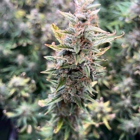 Northern Lights V3* growlog photo: The last NL from RSQ! 
